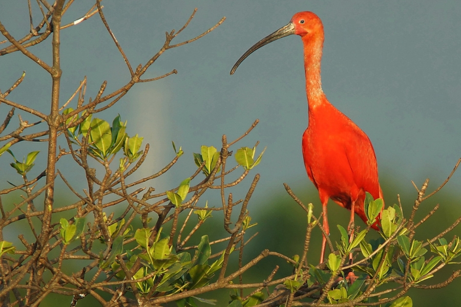Guará em pé sobre os galhos de uma árvore de manguezal com folhas verdes e galhos secos.