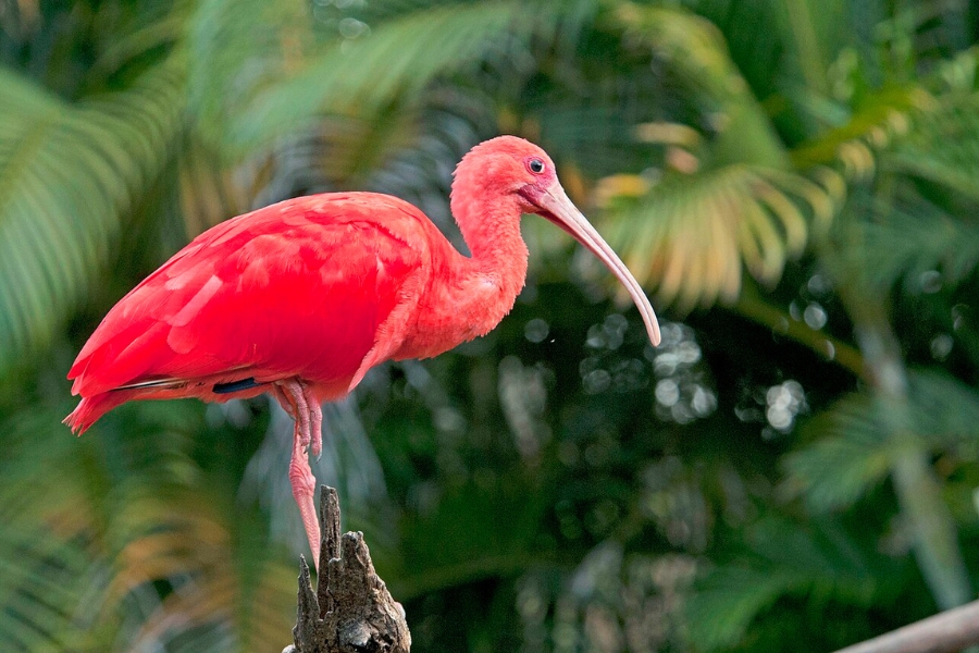 Guará de plumagem vermelho-viva pousado em um tronco seco, em primeiro plano contra um fundo desfocado de folhas verdes.