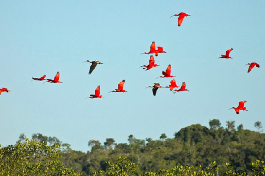 Bando de guarás vermelhos em voo no céu azul, sobre a copa de árvores e manguezal.