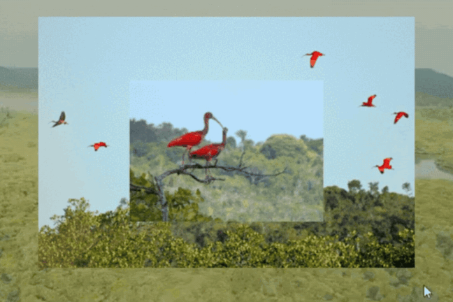 Imagem composta com uma foto central de dois guarás vermelhos em um galho seco, sobreposta a outra foto de guarás voando no céu acima da vegetação.