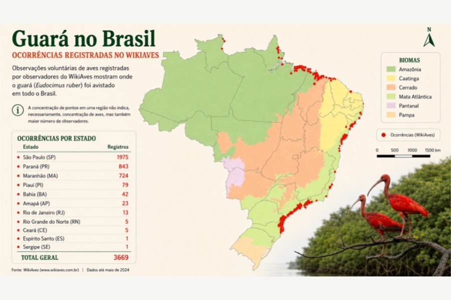 O primeiro infográfico apresenta um mapa do Brasil com a distribuição de avistamentos do guará (Eudocimus ruber) ao longo do litoral, acompanhado por uma tabela que detalha o número de registros por estado. Ele destaca o total geral de 3.669 registros (com liderança de São Paulo, Paraná e Maranhão) e complementa a visualização com uma foto no canto inferior direito que mostra dois guarás vermelhos pousados em galhos de mangue.