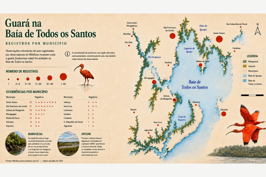 infográfico foca no recorte regional da Baía de Todos os Santos, exibindo um mapa estilizado da baía com círculos vermelhos proporcionais à quantidade de avistamentos em cidades como Santo Amaro, São Francisco do Conde e Salinas da Margarida. O painel inclui uma tabela listando as ocorrências por município, dados conceituais sobre áreas de manguezal e apicum acompanhados de imagens circulares, e a ilustração de um par de guarás voando em destaque no canto inferior direito.