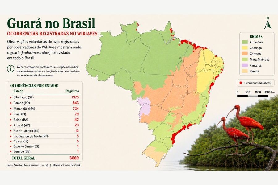 infográfico apresenta um mapa do Brasil com a distribuição de avistamentos do guará (Eudocimus ruber) ao longo do litoral, acompanhado por uma tabela que detalha o número de registros por estado. Ele destaca o total geral de 3.669 registros (com liderança de São Paulo, Paraná e Maranhão) e complementa a visualização com uma foto no canto inferior direito que mostra dois guarás vermelhos pousados em galhos de mangue.