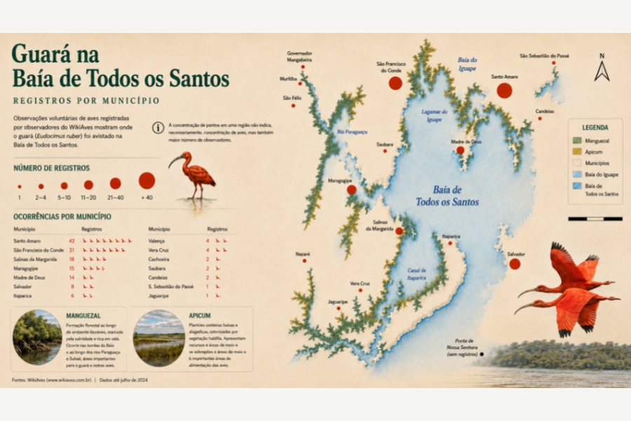O terceiro infográfico foca no recorte regional da Baía de Todos os Santos, exibindo um mapa estilizado da baía com círculos vermelhos proporcionais à quantidade de avistamentos em cidades como Santo Amaro, São Francisco do Conde e Salinas da Margarida. O painel inclui uma tabela listando as ocorrências por município, dados conceituais sobre áreas de manguezal e apicum acompanhados de imagens circulares, e a ilustração de um par de guarás voando em destaque no canto inferior direito.