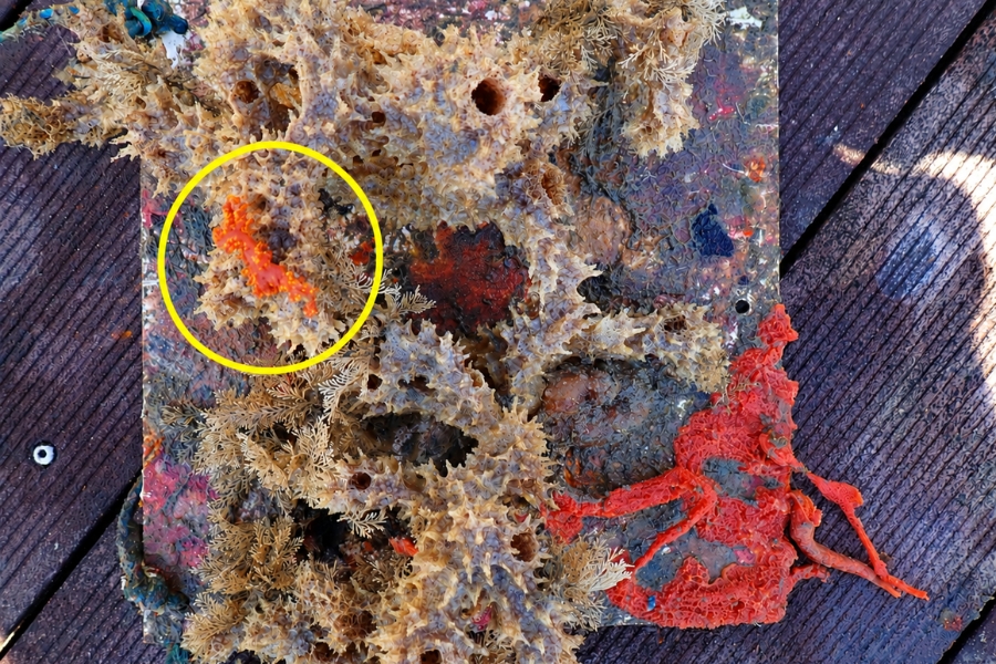 Placa de amostragem com diferentes espécies de esponjas marinhas, destacando um exemplar alaranjado em um círculo amarelo.