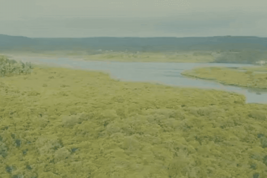 Vista panorâmica do alto mostrando uma grande extensão de vegetação verde e densa de manguezal com um rio calmo ao centro.