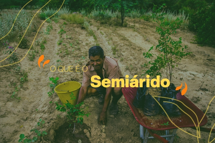 Homem agachado plantando uma muda na terra. Ao lado, um balde amarelo e um carrinho de mão vermelho com outras mudas embaladas em sacos pretos.