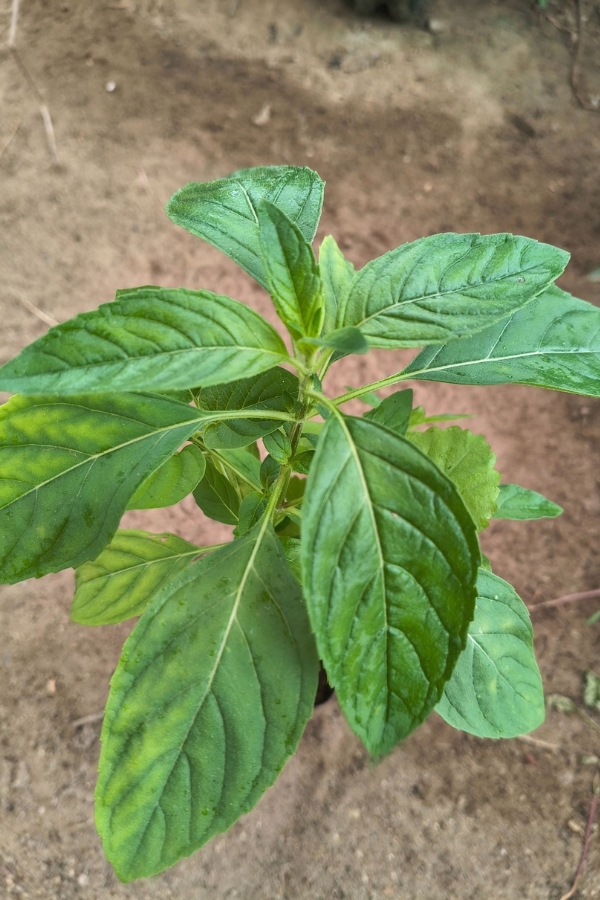 Muda de planta verde com folhas bem delineadas crescendo diretamente no solo.